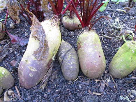 Red beetroot in a vegetable patch in garden, Beta vulgaris