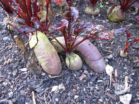 Red beetroot in a vegetable patch in garden, Beta vulgaris