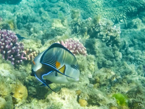 The fish swim above the coral reef, the underwater world of the Red Sea.