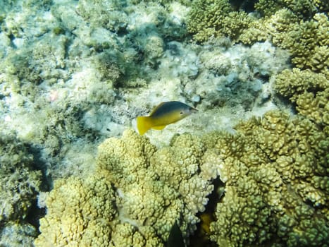 The fish swim above the coral reef, the underwater world of the Red Sea.