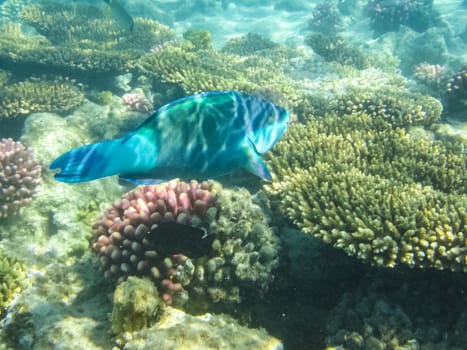 The fish swim above the coral reef, the underwater world of the Red Sea.
