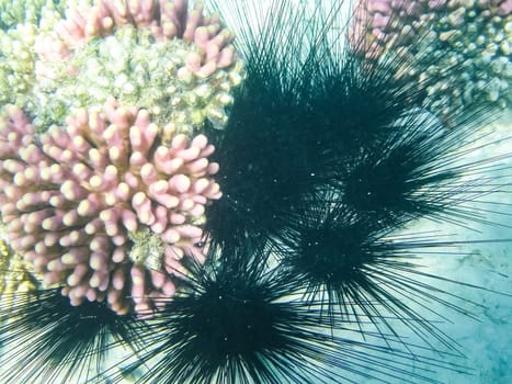 The fish swim above the coral reef, the underwater world of the Red Sea.