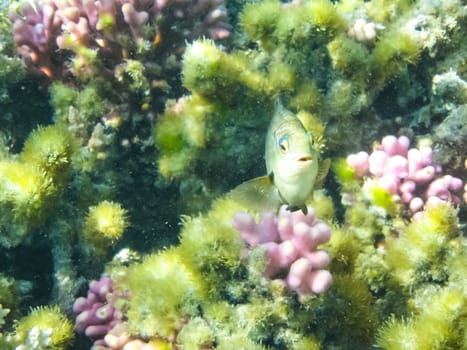 The fish swim above the coral reef, the underwater world of the Red Sea.