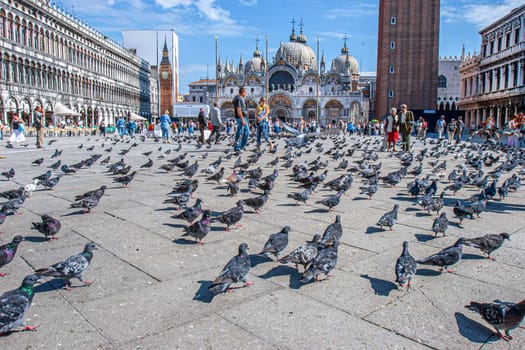 Venice, Italy - September 25, 2005: people enjoy the San Marco square in venice with many dowes at the floor waiting for being feeded.