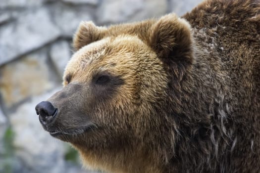 Grizzly bear close up. The brown bear is a formidable predator of the taiga.