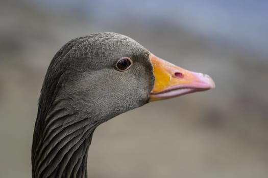 Head of a gray goose. Goose close up Head of a gray goose. Goose close up