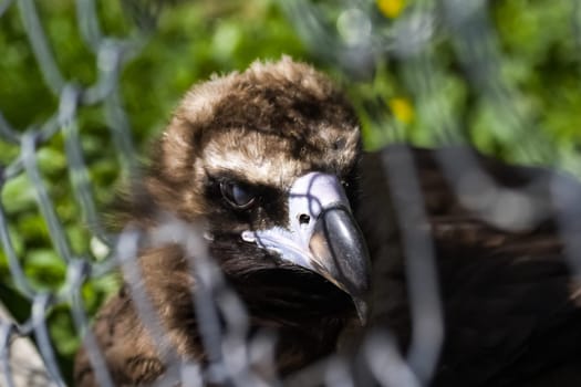 Bird eagle closeup, eagle head and beak. Bird eagle closeup, eagle head and beak.