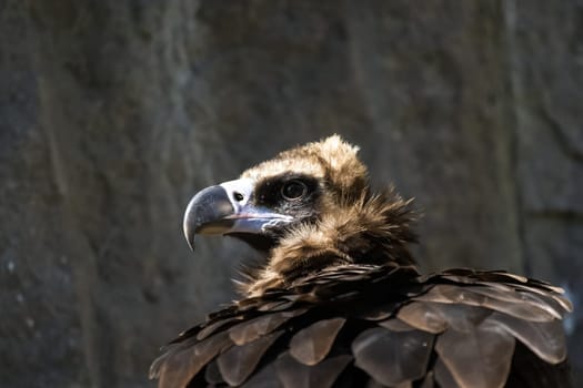 Bird eagle closeup, eagle head and beak. Bird eagle closeup, eagle head and beak.