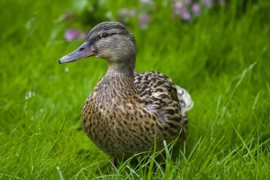 Gray ducks walk on the grass, ordinary gray ducks.