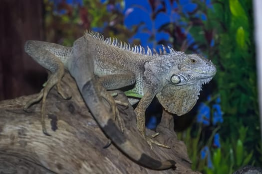 Gray iguana on a tree trunk, close-up photo of iguana, common iguana.