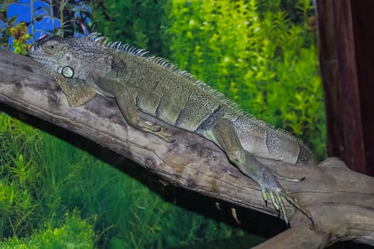 Gray iguana on a tree trunk, close-up photo of iguana, common iguana.