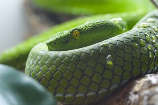 Exotic snake in the terrarium. Tropical snake