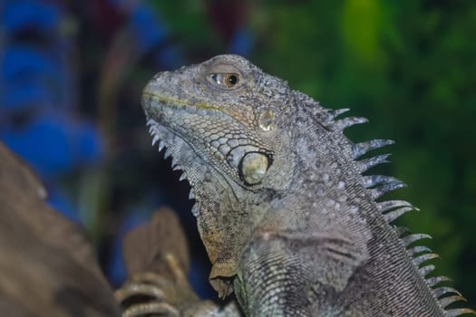 Gray iguana on a tree trunk, close-up photo of iguana, common iguana.