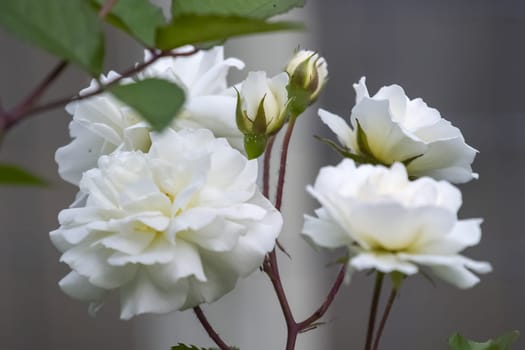 White flowers of wild rose, wild rose bush. White flowers of wild rose, wild rose bush.