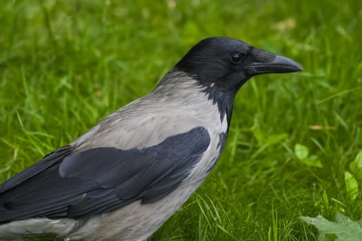 Hooded crow on the grass. Crow bird scavenger.