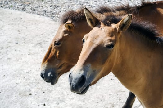 Horse Przewalski close up, a rare horse. Horse Przewalski close up, a rare horse.
