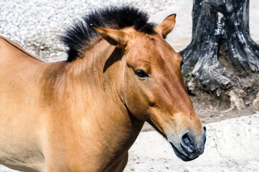 Horse Przewalski close up, a rare horse. Horse Przewalski close up, a rare horse.