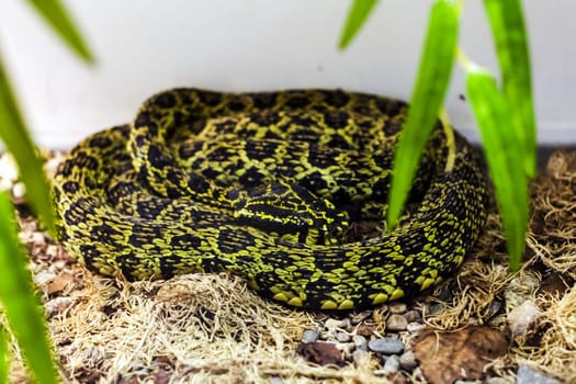 Exotic snake in the terrarium. Tropical snake