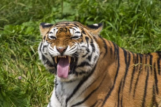 Tiger on the grass, tiger closeup Tiger on the grass, tiger closeup