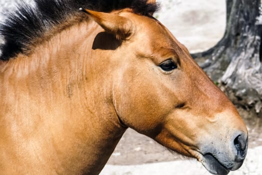 Horse Przewalski close up, a rare horse. Horse Przewalski close up, a rare horse.