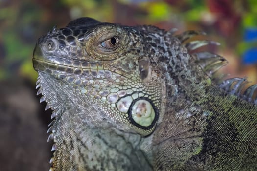 Gray iguana on a tree trunk, close-up photo of iguana, common iguana.