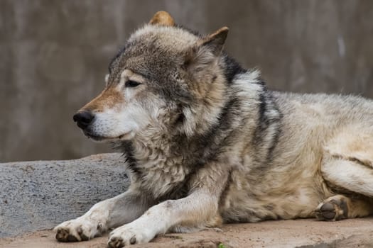 Gray wolf, a relative of the dog. Gray wolf close up.
