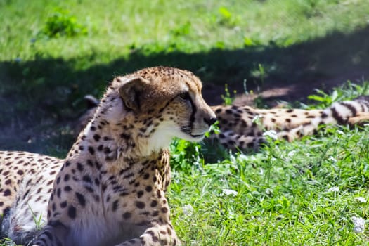 cheetah is resting on the lawn, a cheetah in a zoo.
