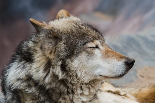 Gray wolf, a relative of the dog. Gray wolf close up.