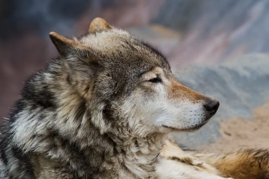 Gray wolf, a relative of the dog. Gray wolf close up.