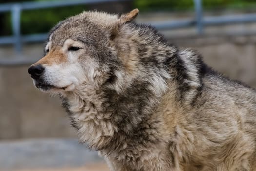 Gray wolf, a relative of the dog. Gray wolf close up.