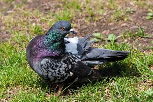 An ordinary urban pigeon, the omnipresent bird of cities. Rock dove