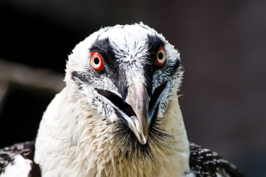 Bird eagle closeup, eagle head and beak. Bird eagle closeup, eagle head and beak.