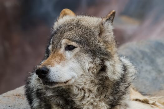 Gray wolf, a relative of the dog. Gray wolf close up.