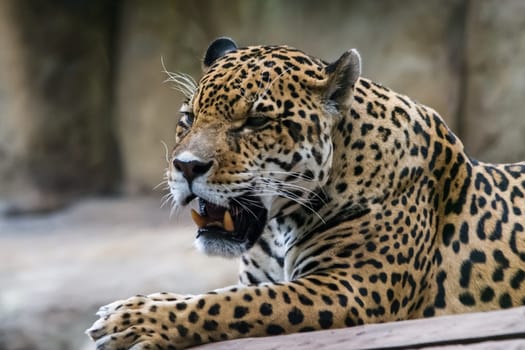 Leopard lies mouth open from the heat. Leopard lies mouth open from the heat.