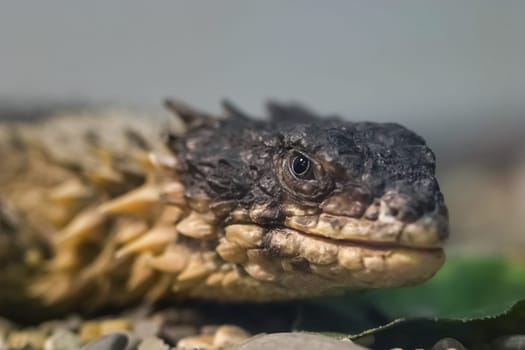 Gray lizard with spikes in the terrarium. Gray lizard with spikes in the terrarium.