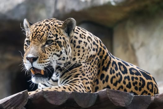 Leopard lies mouth open from the heat. Leopard lies mouth open from the heat.