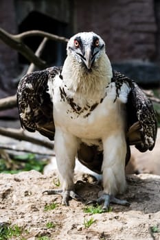 Bird eagle closeup, eagle head and beak. Bird eagle closeup, eagle head and beak.