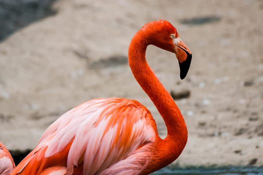 Pink flamingo stands near the pond. Pink flamingo stands near the pond.