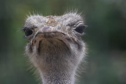 The head of an ostrich, the flightless bird ostrich, the head of a bird.