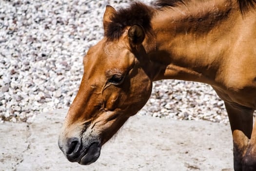 Horse Przewalski close up, a rare horse. Horse Przewalski close up, a rare horse.