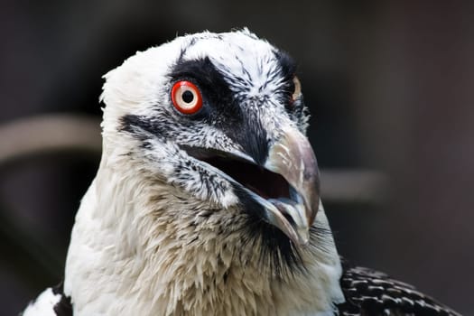 Bird eagle closeup, eagle head and beak. Bird eagle closeup, eagle head and beak.