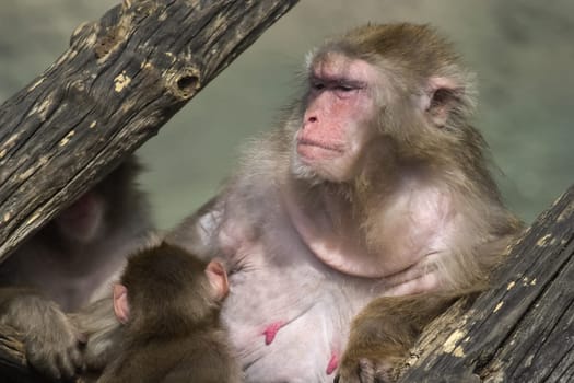 Macaque in the zoo, monkey primate animal. Macaque in the zoo, monkey primate animal.