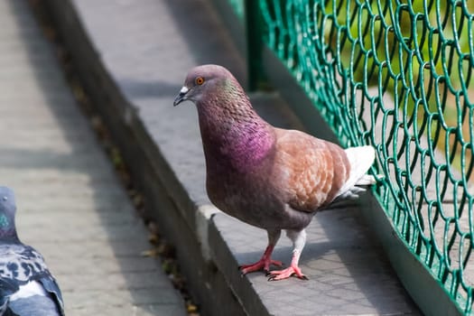 An ordinary urban pigeon, the omnipresent bird of cities. Rock dove