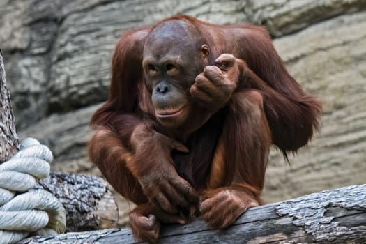 Red headed orangutan, the great-ape monkey orangutan.