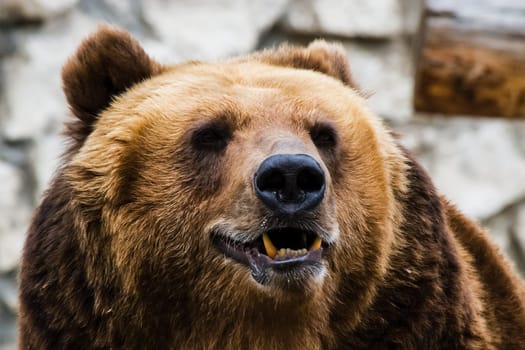 Grizzly bear close up. The brown bear is a formidable predator of the taiga.