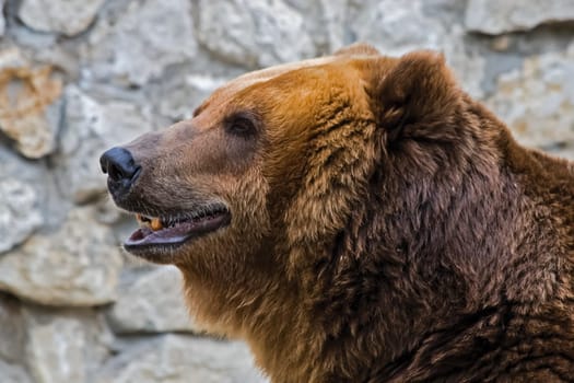 Grizzly bear close up. The brown bear is a formidable predator of the taiga.