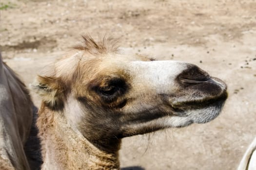 Camel in the zoo, camel close-up. Camel in the zoo, camel close-up.