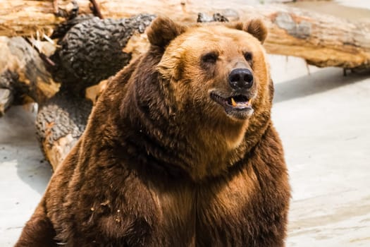 Grizzly bear close up. The brown bear is a formidable predator of the taiga.
