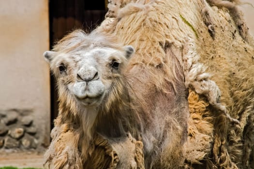 Camel in the zoo, camel close-up. Camel in the zoo, camel close-up.