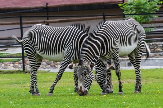 Horse zebra grazes on the lawn. Striped horse